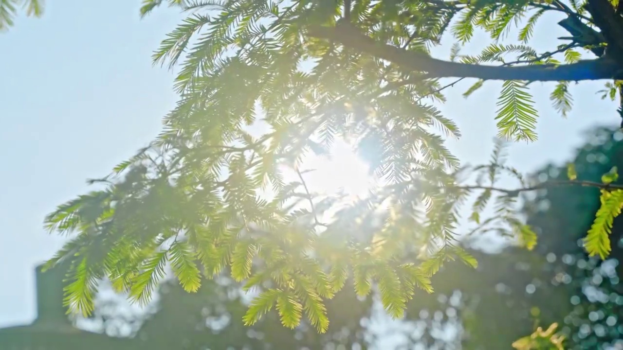 夏天阳光透过树叶视频下载