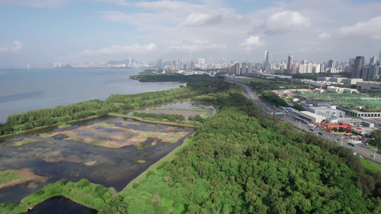 深圳湾红树林蓝天白云航拍直飞深圳湾大桥方向视频下载