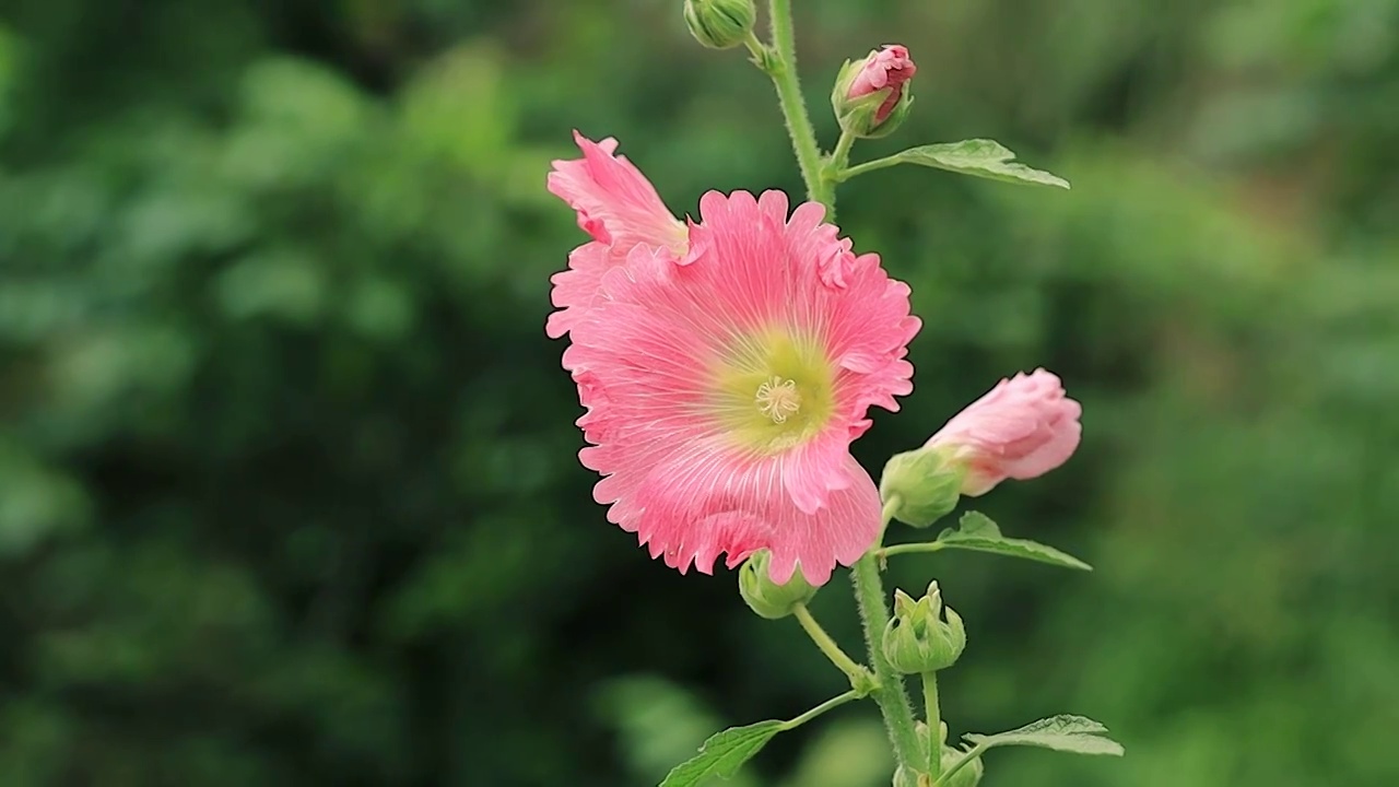 木芙蓉花枝在风中轻轻摇摆视频素材