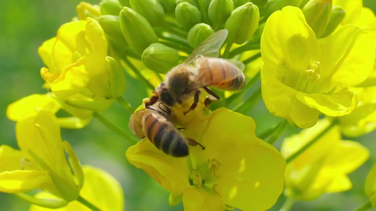 春天蜜蜂在油菜花山采蜜特写慢镜头视频素材