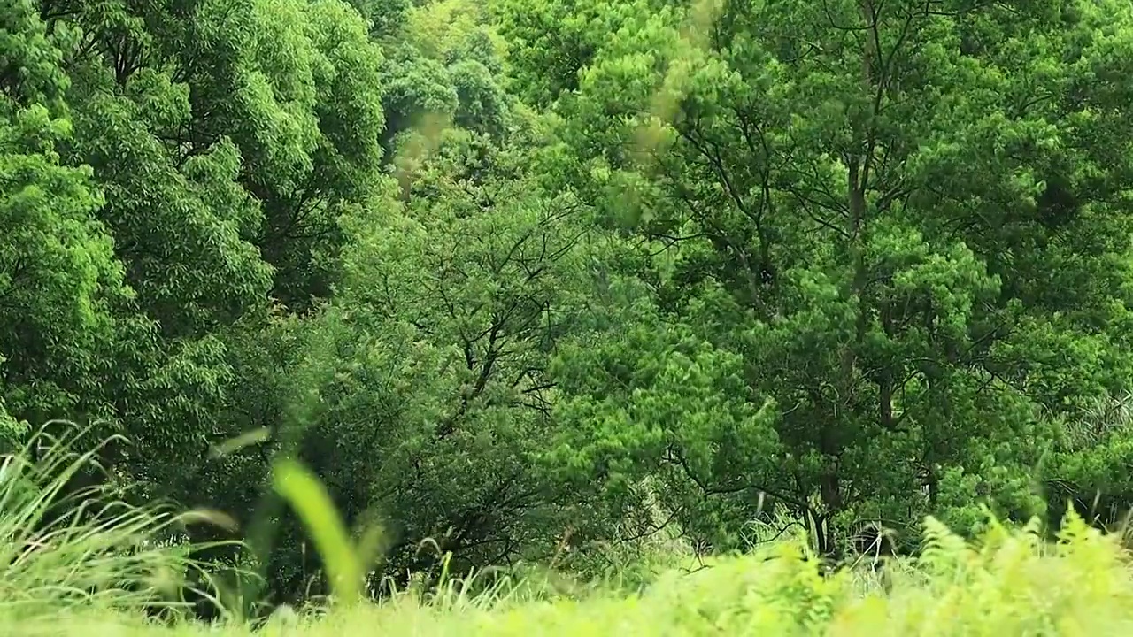 森林中的风吹过草地和远处树木组成的自然美视频素材