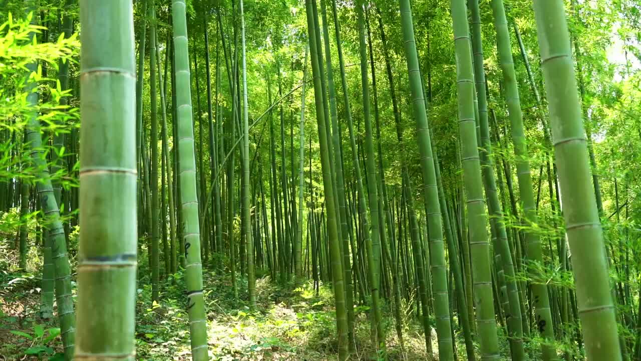 夏季茂盛的翠竹竹子竹林竹叶在风中摇曳沉浸式竹林视频素材