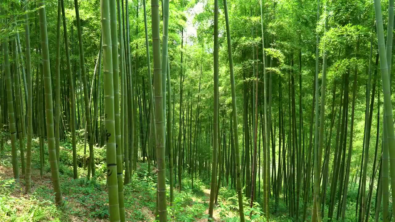 夏季茂盛的翠竹竹子竹林竹叶在风中摇曳沉浸式竹林视频素材