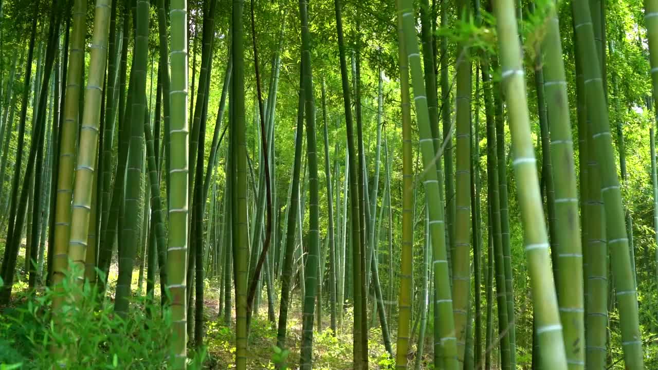 夏季茂盛的翠竹竹子竹林竹叶在风中摇曳沉浸式竹林视频素材