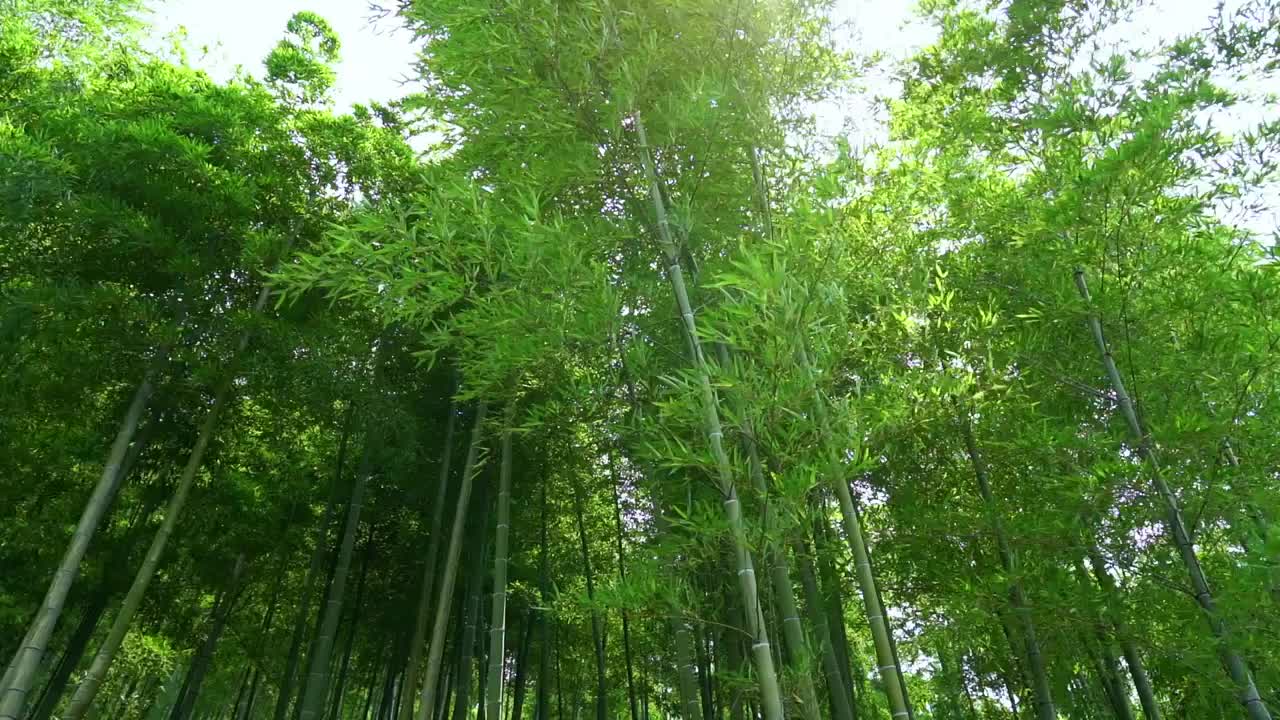 夏季茂盛的翠竹竹子竹林竹叶在风中摇曳沉浸式竹林视频素材