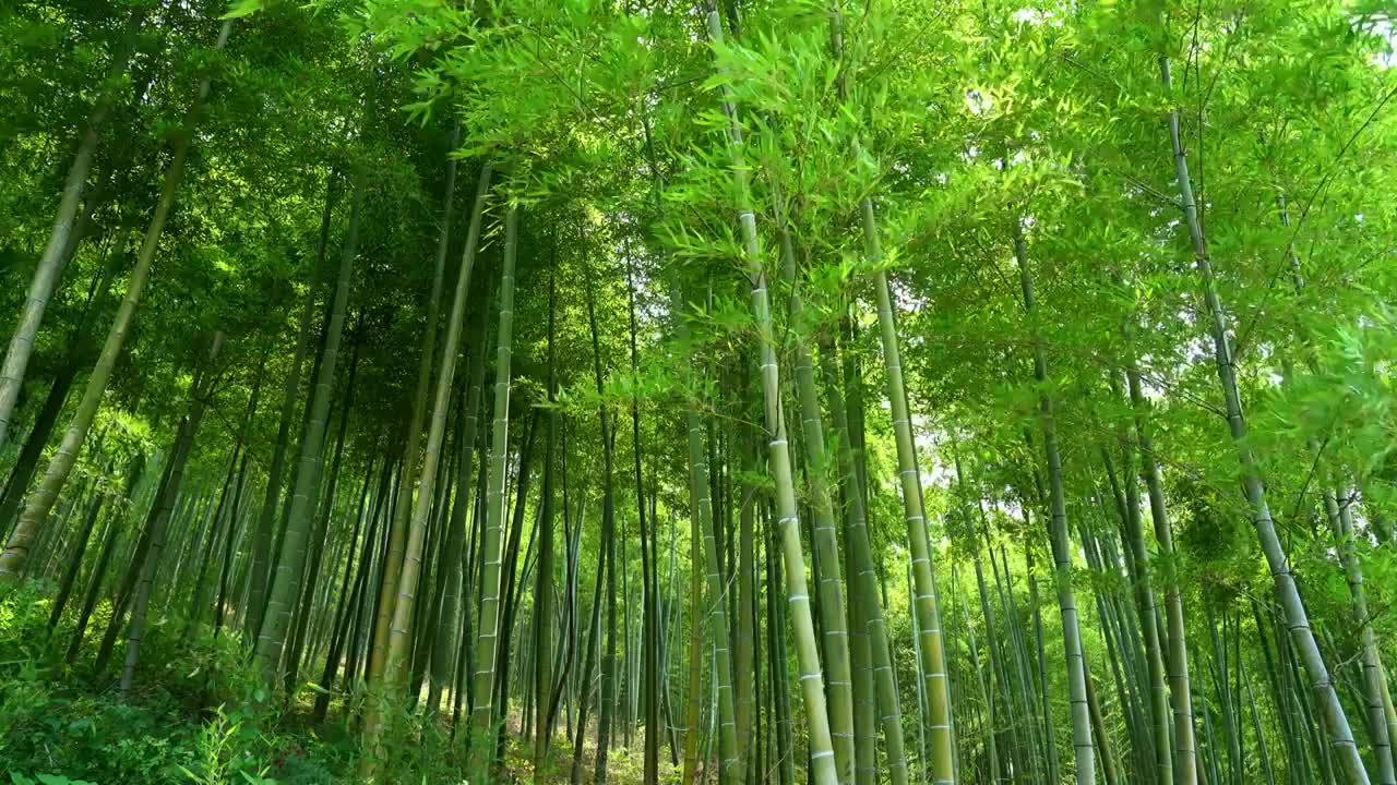 夏季茂盛的翠竹竹子竹林竹叶在风中摇曳沉浸式竹林视频素材