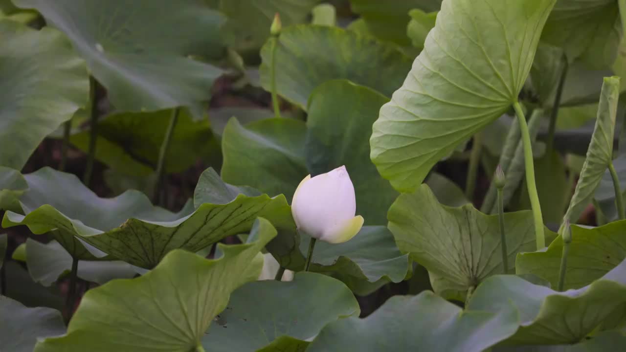 池塘白色荷花开放延时视频素材