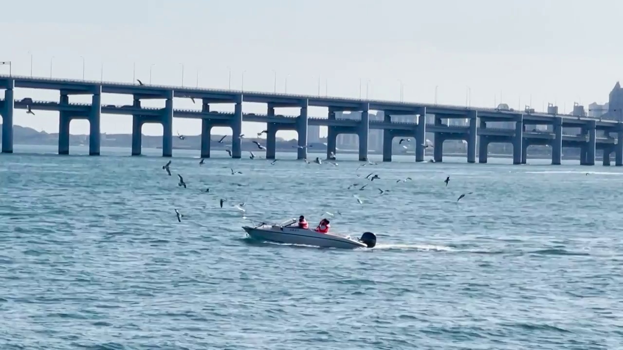 大连星海广场看海面上的游船和海鸥视频素材