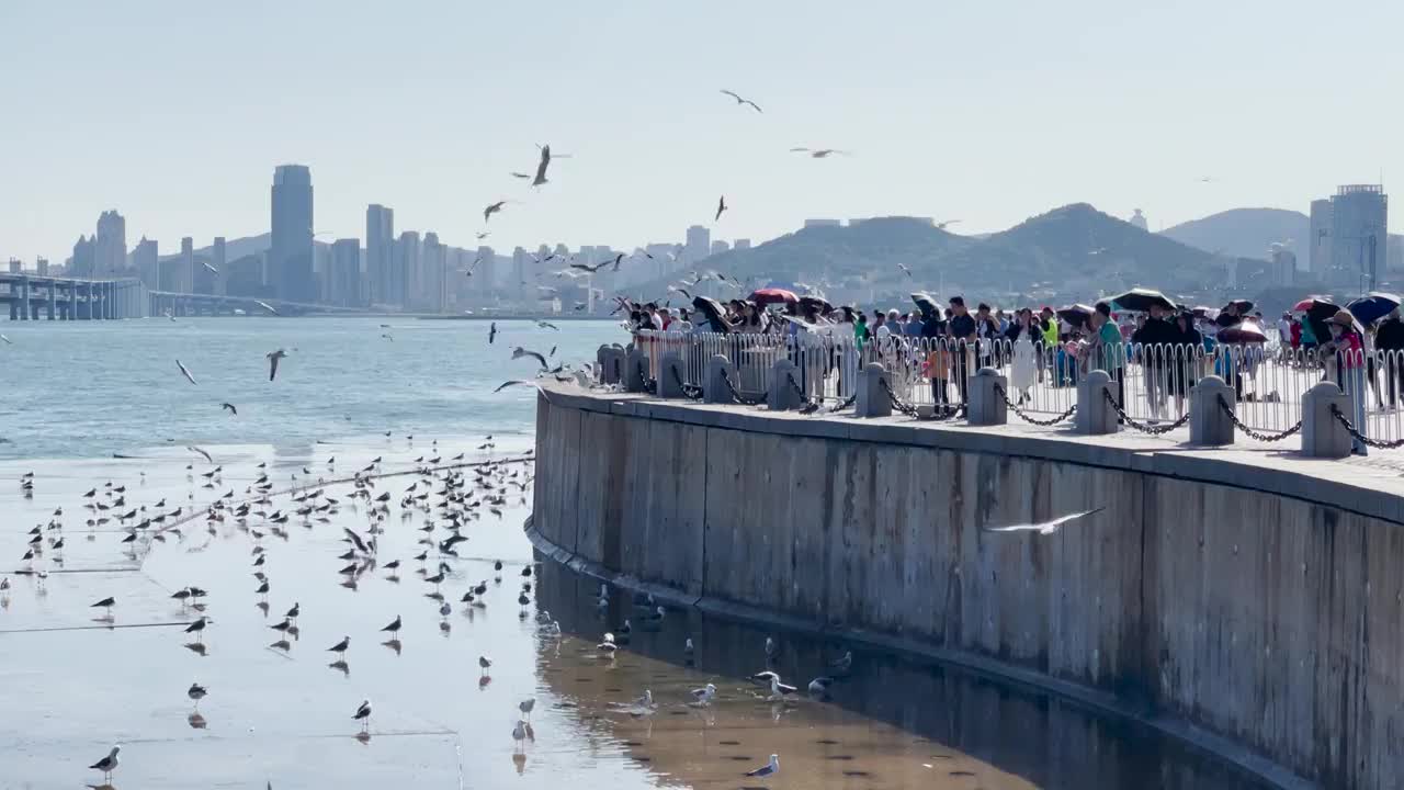 大连星海广场风光视频素材