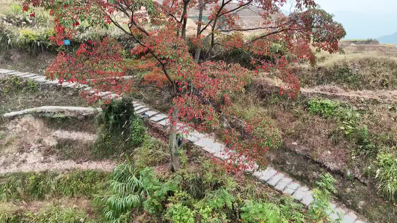 广西桂林龙胜梯田夏季风光航拍视频素材