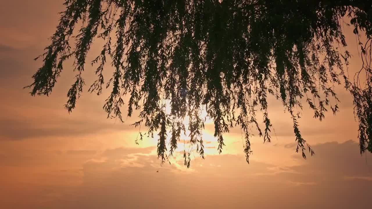 夕阳下的柳叶飘动唯美空镜视频素材