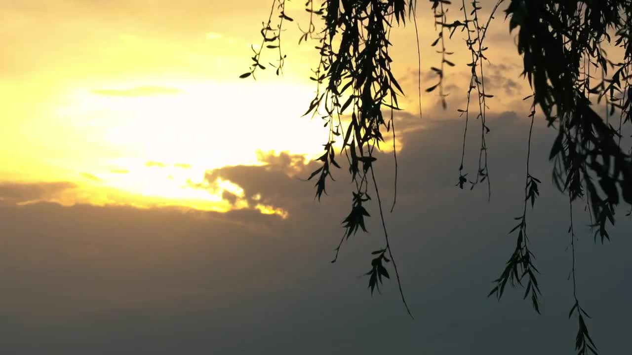 夕阳下的柳叶飘动唯美空镜视频素材