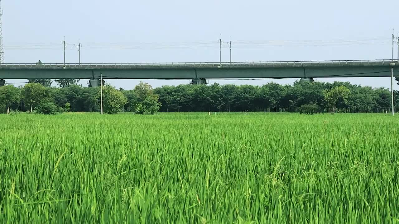 高铁动车从希望的稻田上飞驰而过视频素材