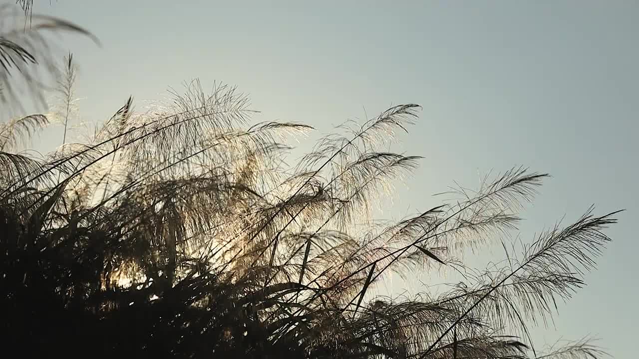 傍晚时分阳下的芦苇视频素材