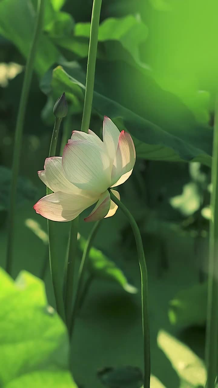 池塘中的荷花姿态视频素材