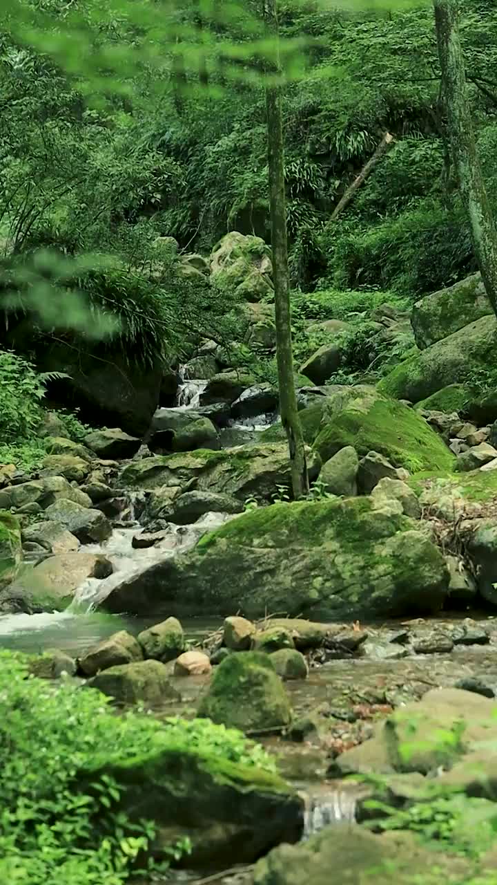 布满青苔的乱石间奔涌而出山泉溪流视频素材