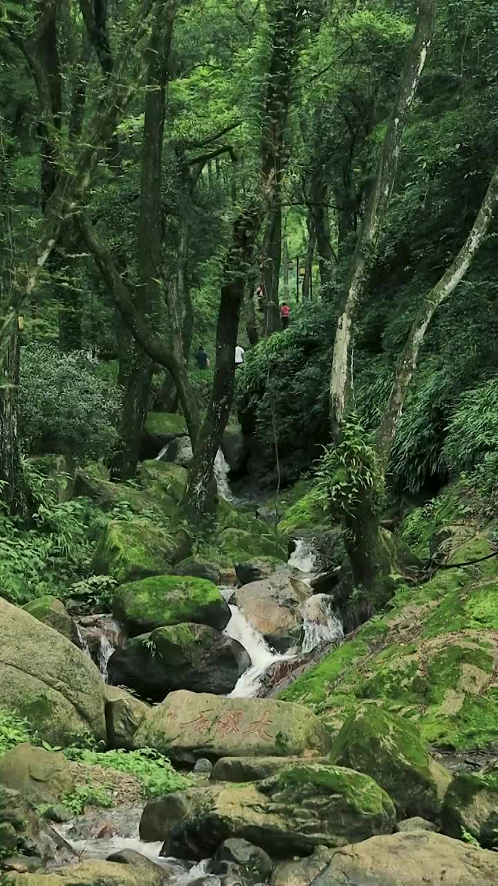 茂密森林中，游人正从谷底的乱石溪流上徒步穿越视频素材