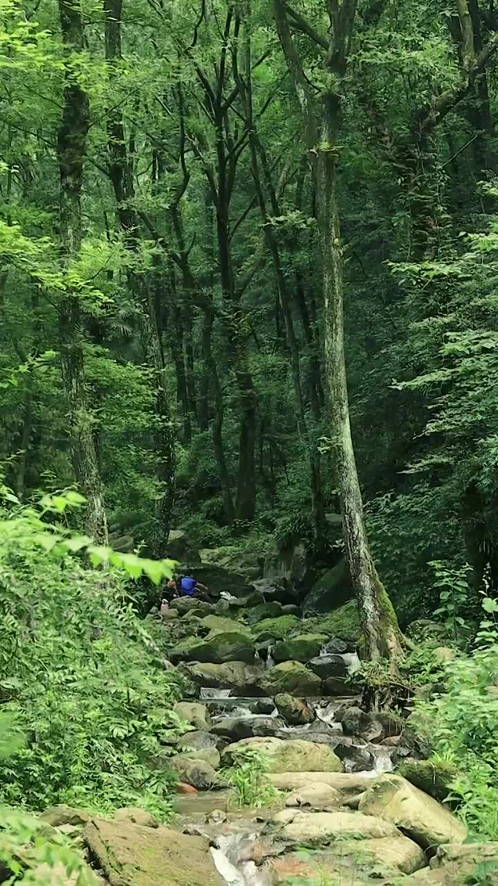 苍天大树的密林下游人正在乱石的溪流间享受清凉视频素材