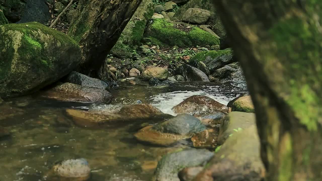 长满青苔的大树下，溪流在乱石穿梭视频素材