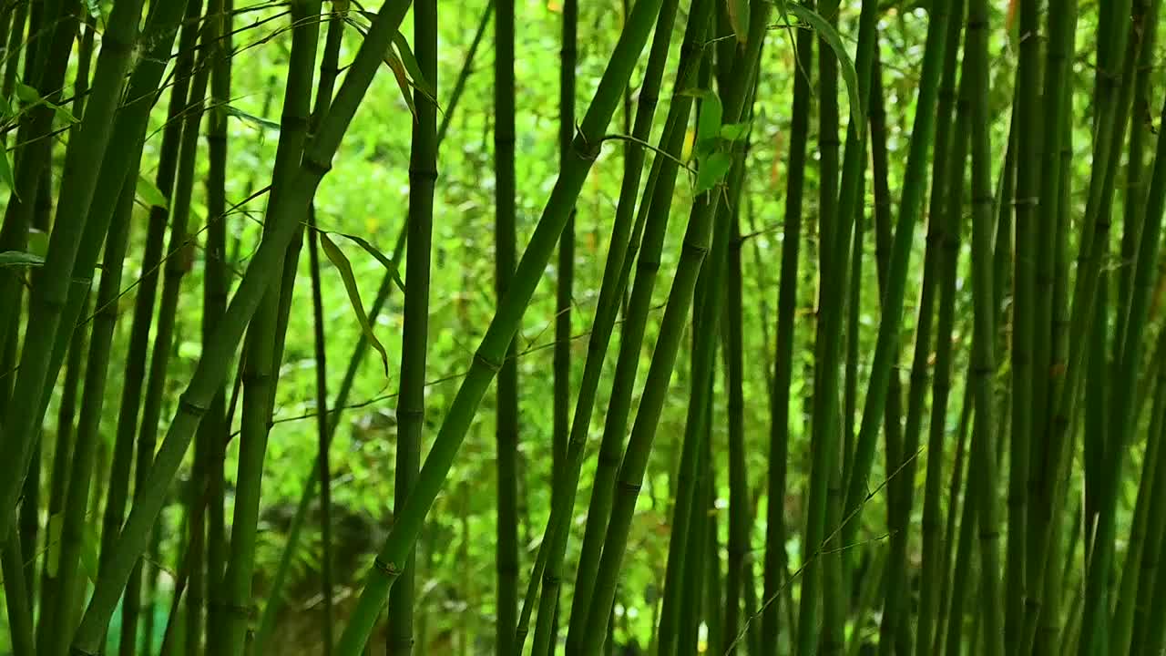 夏季水边微风吹拂湖面绿色植物倒影视频素材