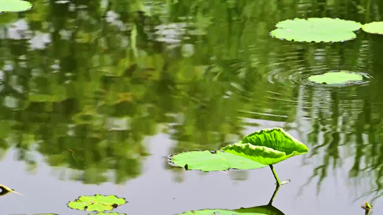 夏季水边微风吹拂湖面绿色植物倒影视频素材