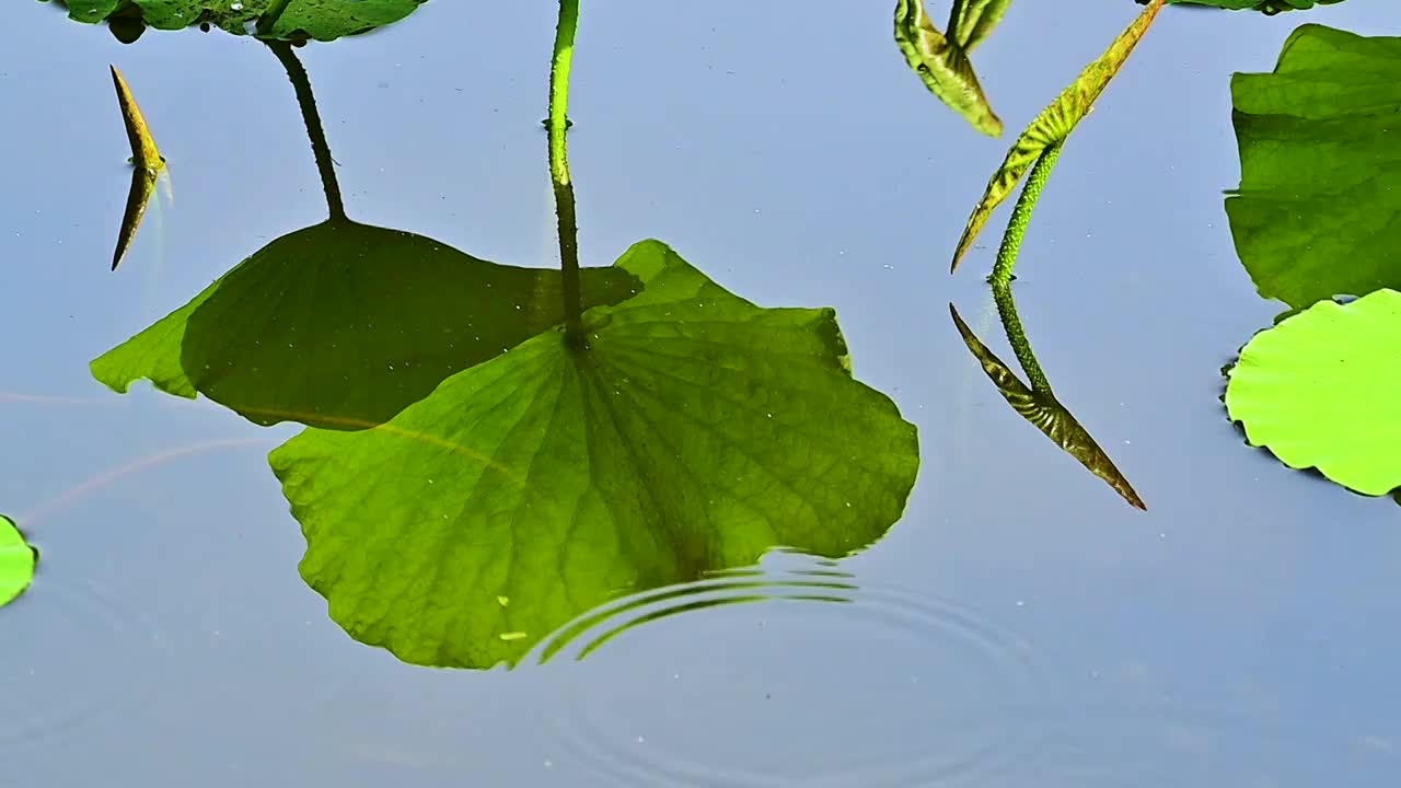 夏季水边微风吹拂湖面绿色植物倒影视频素材