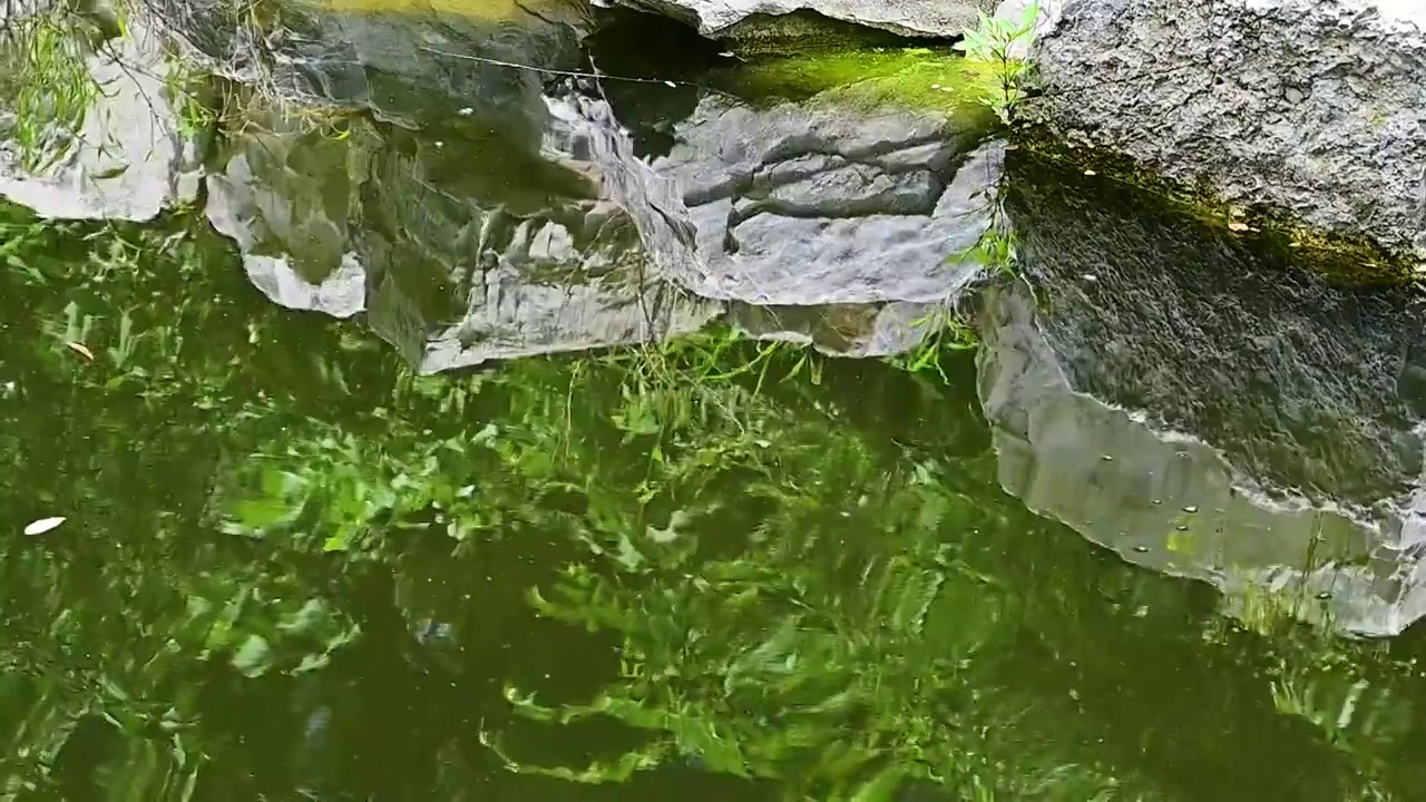 夏季水边微风吹拂湖面绿色植物倒影视频素材