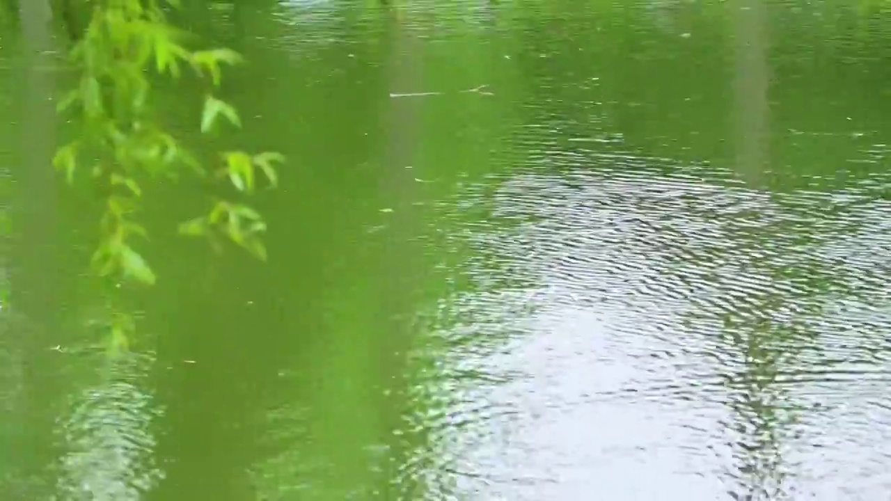 夏季水边微风吹拂湖面绿色植物倒影视频素材