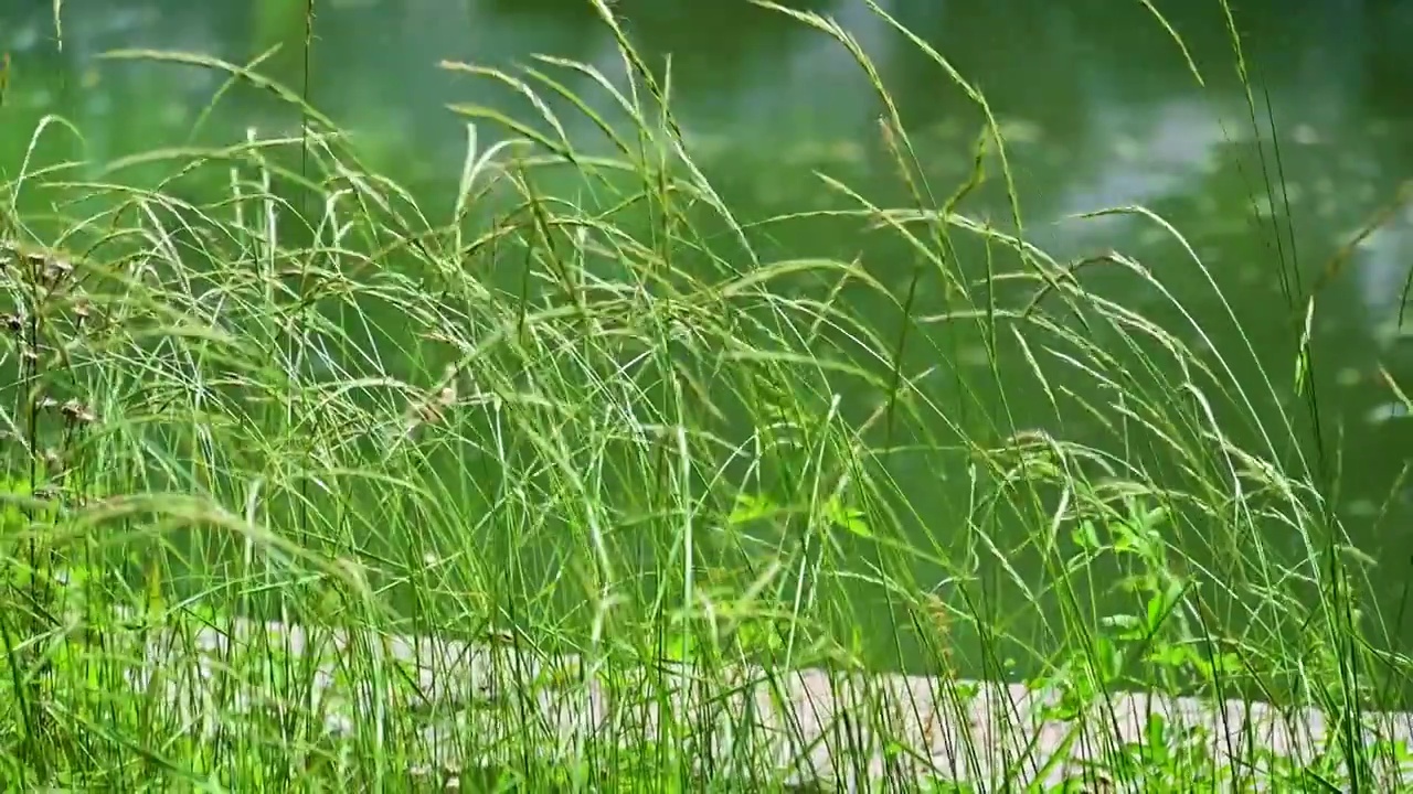 夏季水边微风吹拂湖面绿色植物倒影视频素材