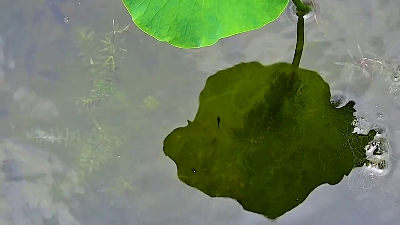 夏季水边微风吹拂湖面绿色植物倒影视频素材