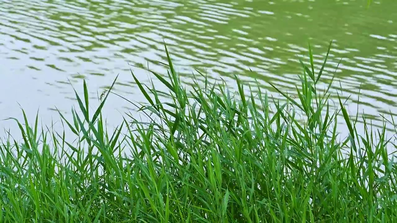 夏季水边微风吹拂湖面绿色植物倒影视频素材