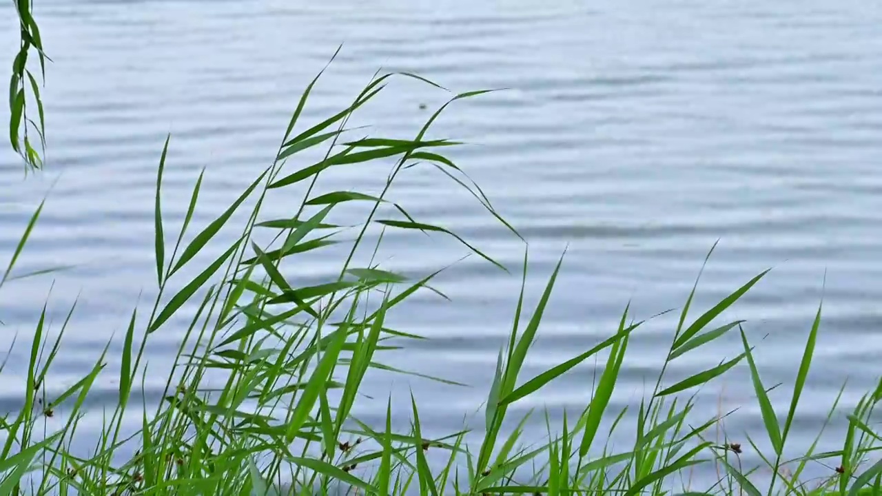 夏季水边微风吹拂湖面绿色植物倒影视频素材