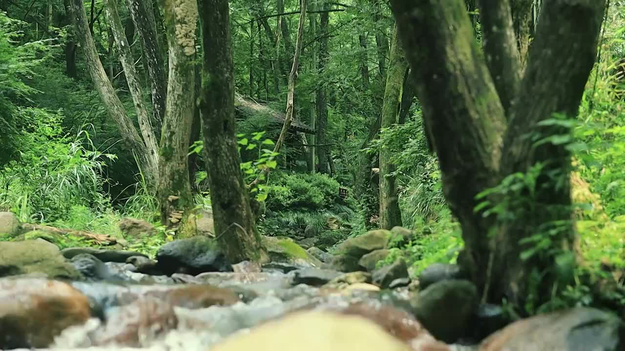 森林中溪流的静谧感视频素材