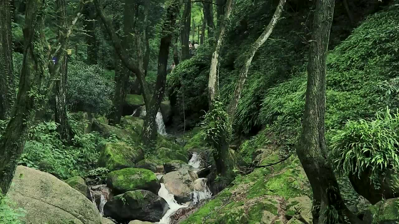 参天大树森林中的瀑布溪流，游人在徒步穿越视频素材