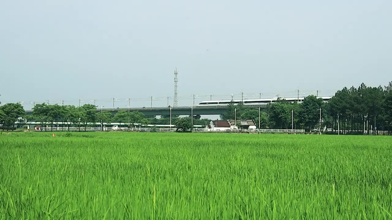 大片的稻田上空高速列车正在通过视频素材