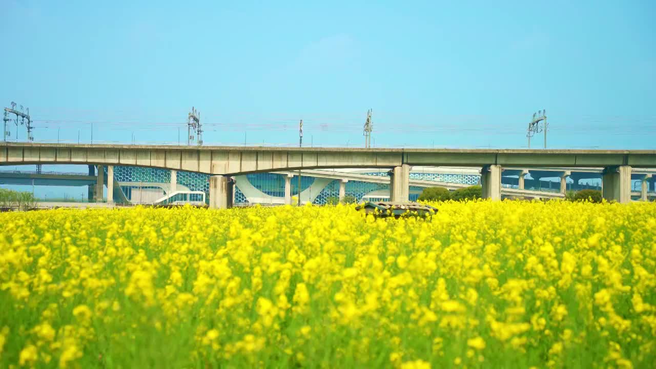 油菜花高铁视频素材