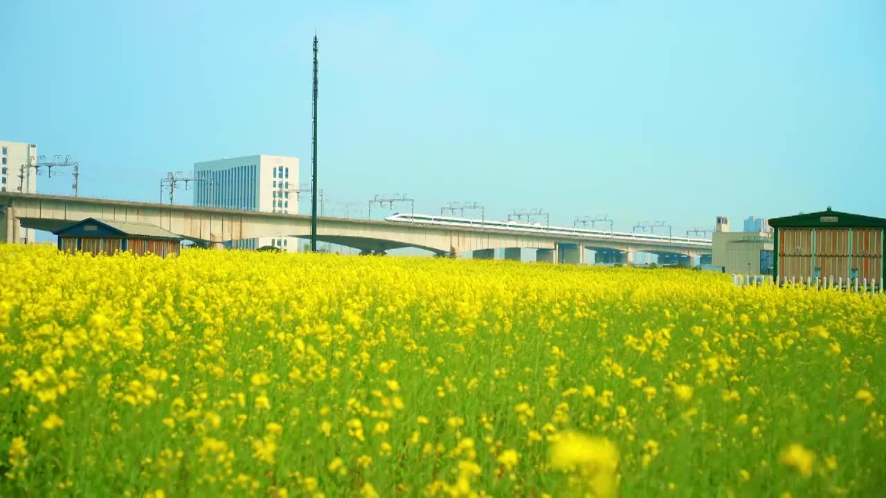 油菜花高铁视频素材