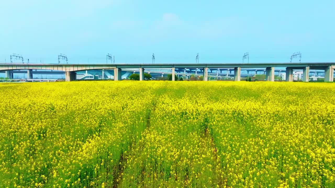 油菜花高铁航拍视频素材