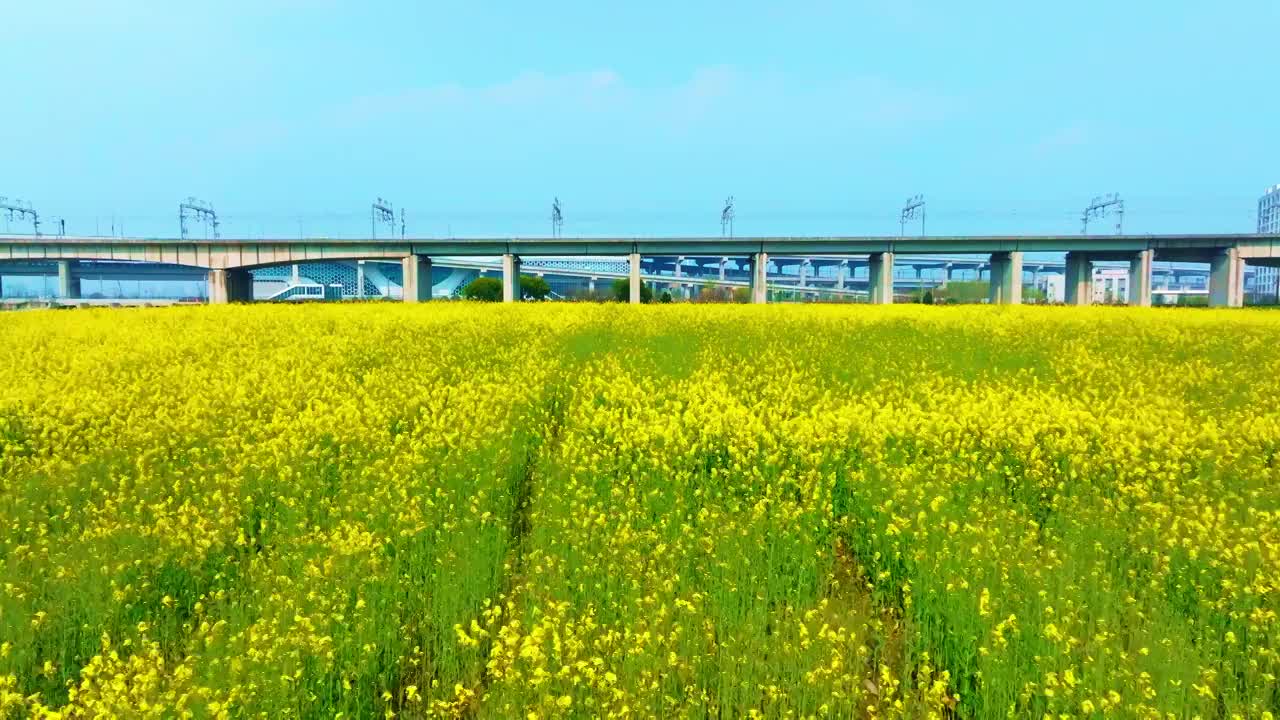 油菜花高铁航拍视频素材