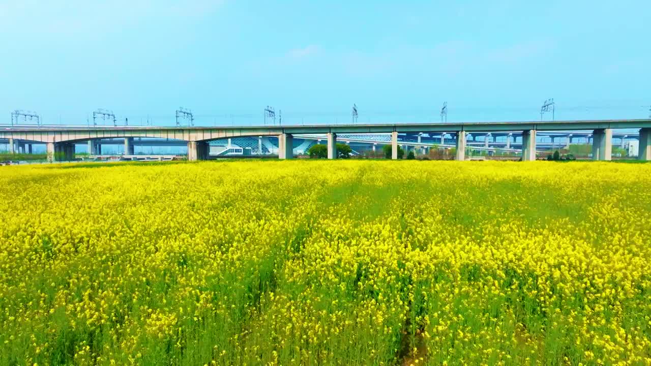 油菜花高铁航拍视频素材