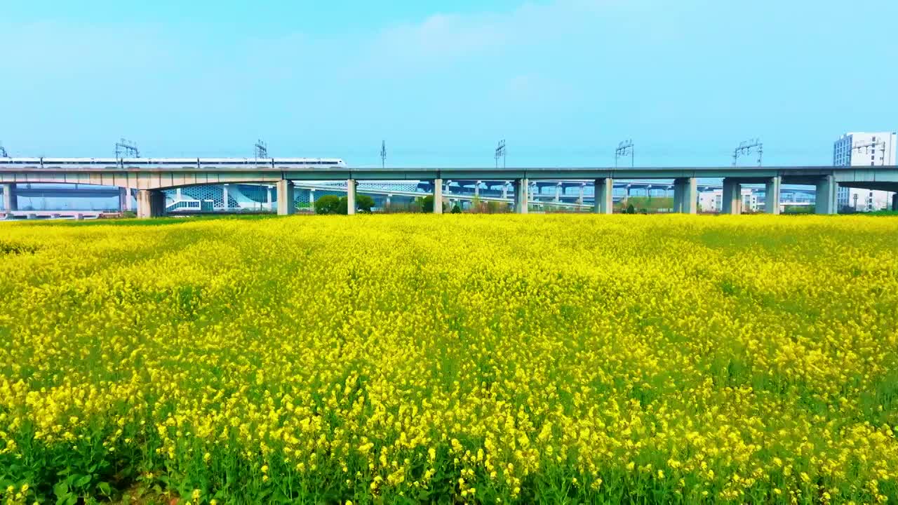 油菜花高铁航拍视频素材