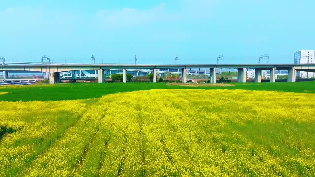 油菜花高铁航拍视频素材