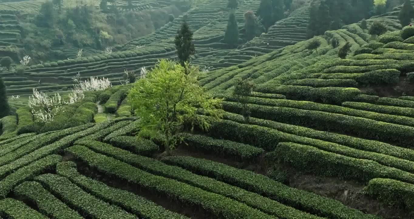 航拍四川乐山峨眉山下绿茶园春天梯田风景视频下载