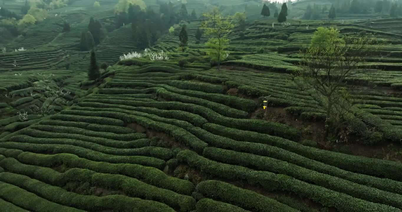 航拍四川乐山峨眉山下绿茶园春天梯田风景视频素材