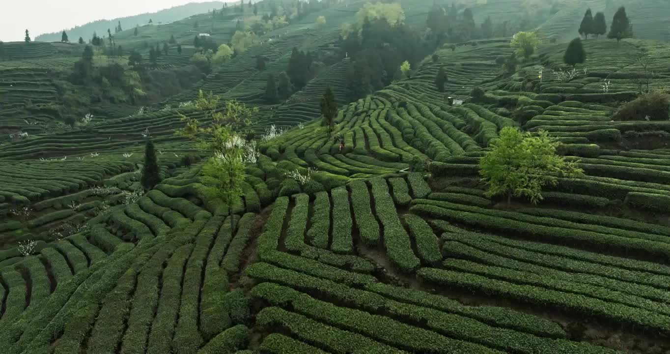 航拍四川乐山峨眉山下绿茶园春天梯田风景视频素材