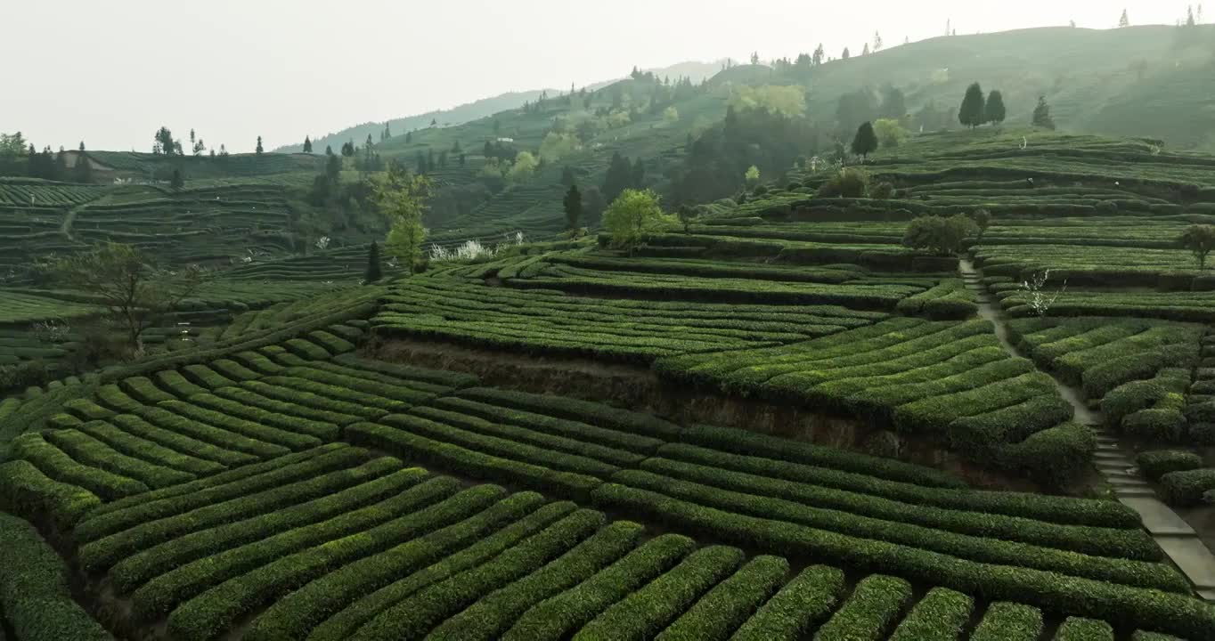 航拍四川乐山峨眉山下绿茶园春天梯田风景视频素材