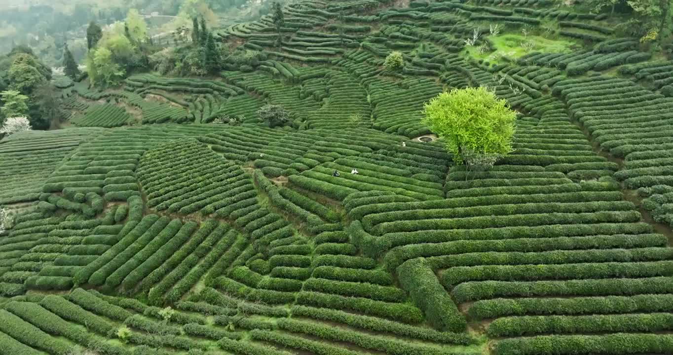 航拍四川乐山峨眉山下绿茶园春天梯田风景视频素材