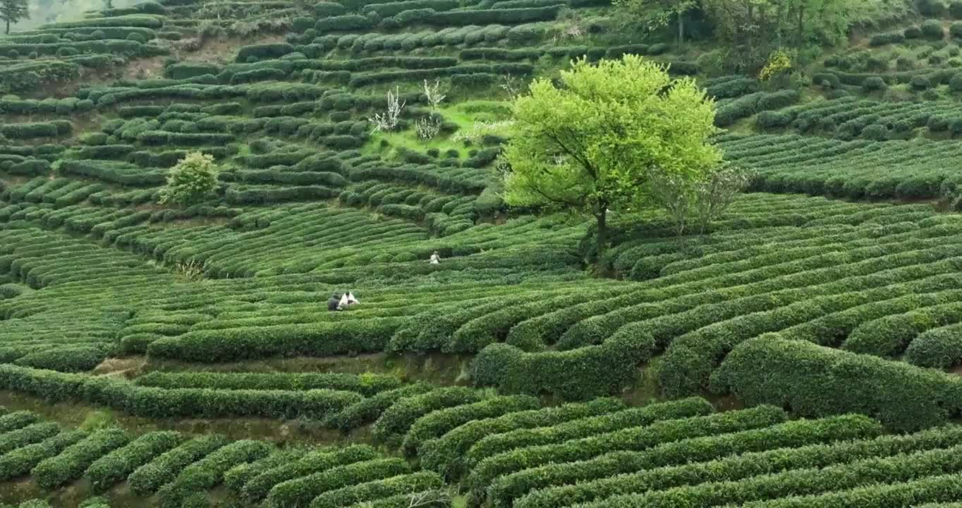 航拍四川乐山峨眉山下绿茶园春天梯田风景视频素材