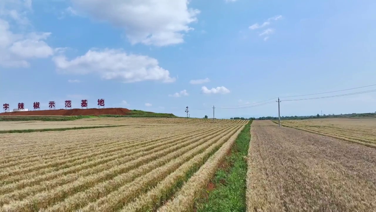 新农村现代农业农田农场辣椒小麦蓝天白云视频素材