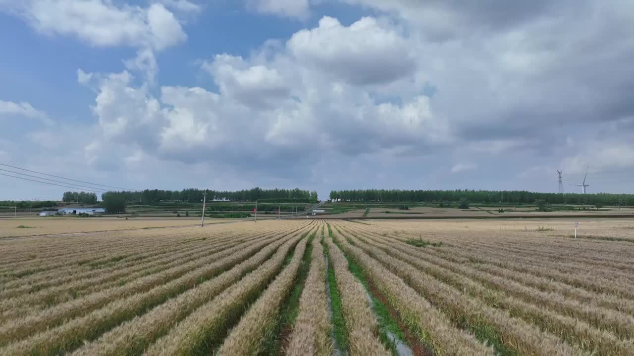 新农村现代农业农田农场辣椒小麦蓝天白云视频素材